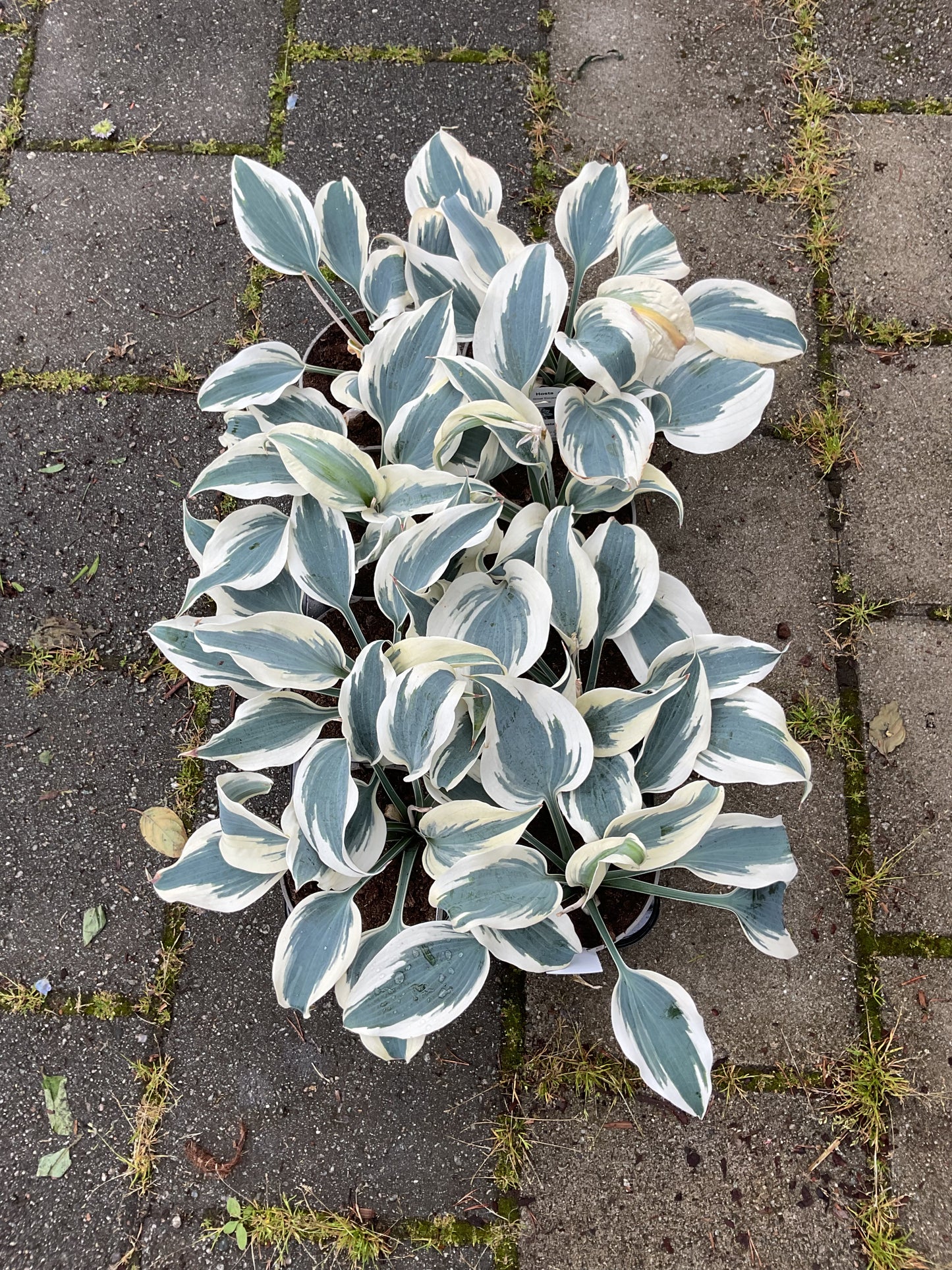 Hosta ‘Great Escape’ P15