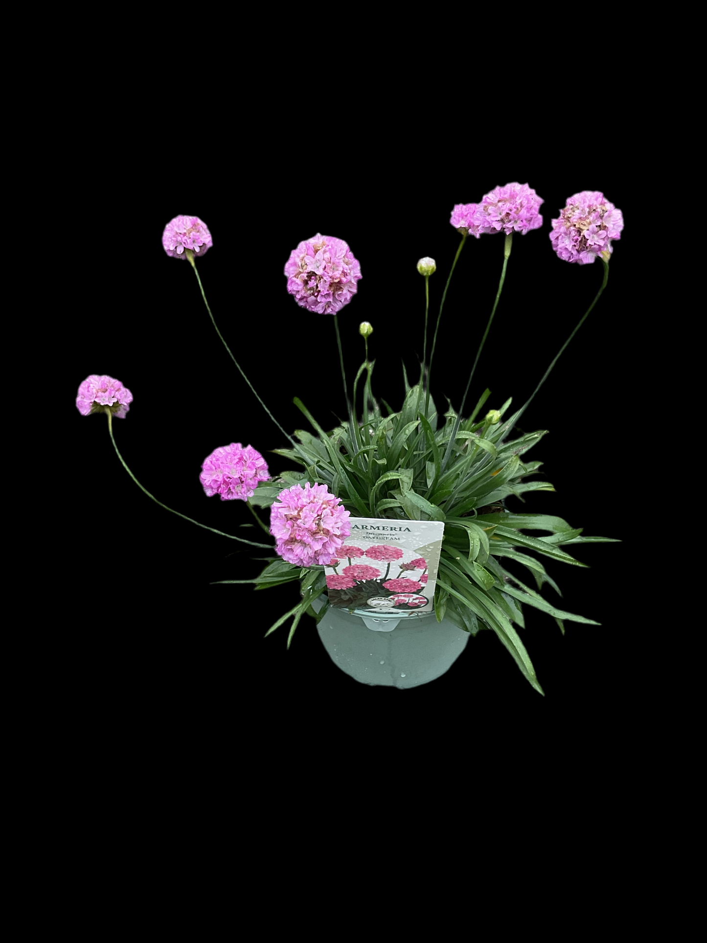 Dreameria ®️’Daydream’ P17 (Armeria pseudoarmeria)