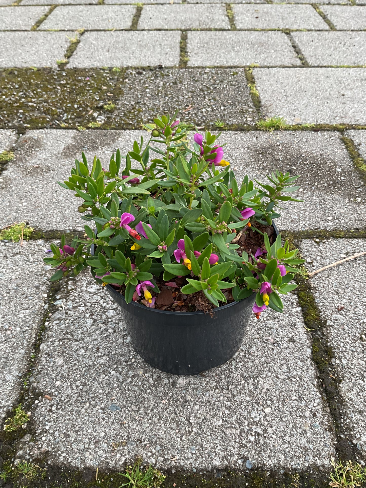 Polygala chamaebuxus ‘Grandiflora’ P19