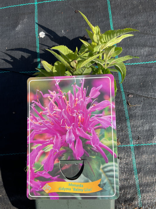 Monarda didyma ‘Balmy Lilac’ P11x11