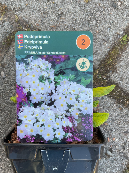 Primula juliae ‘Schneekissen’ P11