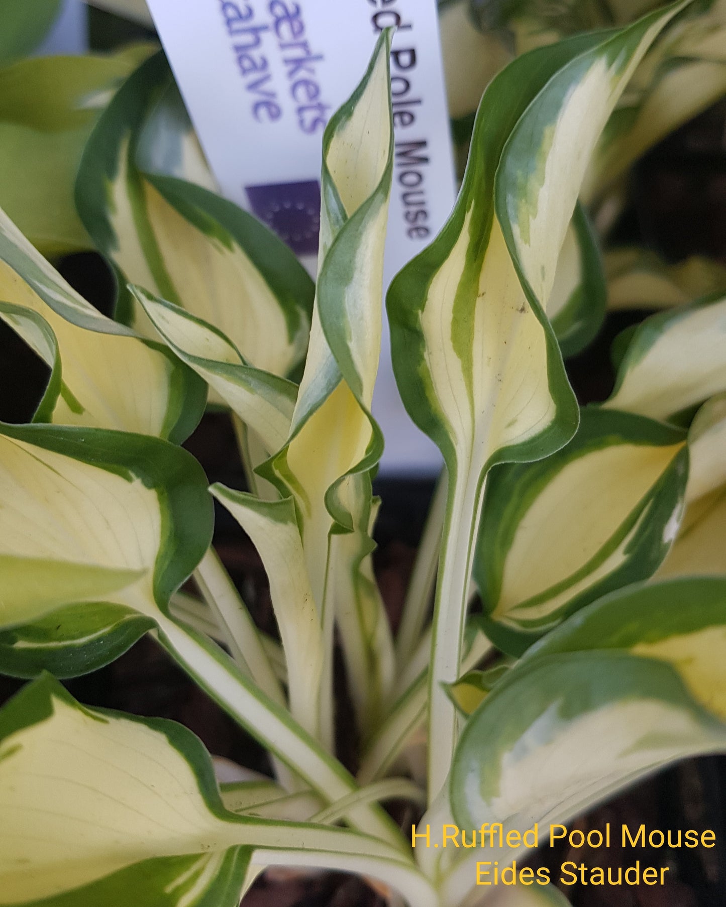 Hosta ‘Ruffled Pole Mouse’