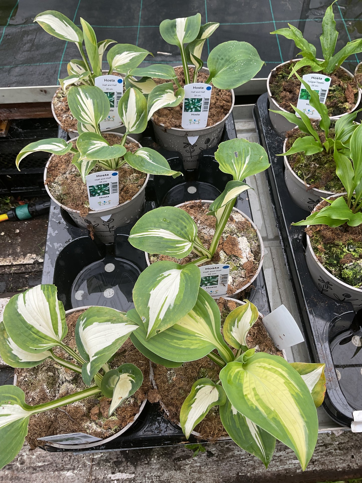 Hosta ‘Half and Half’ P15