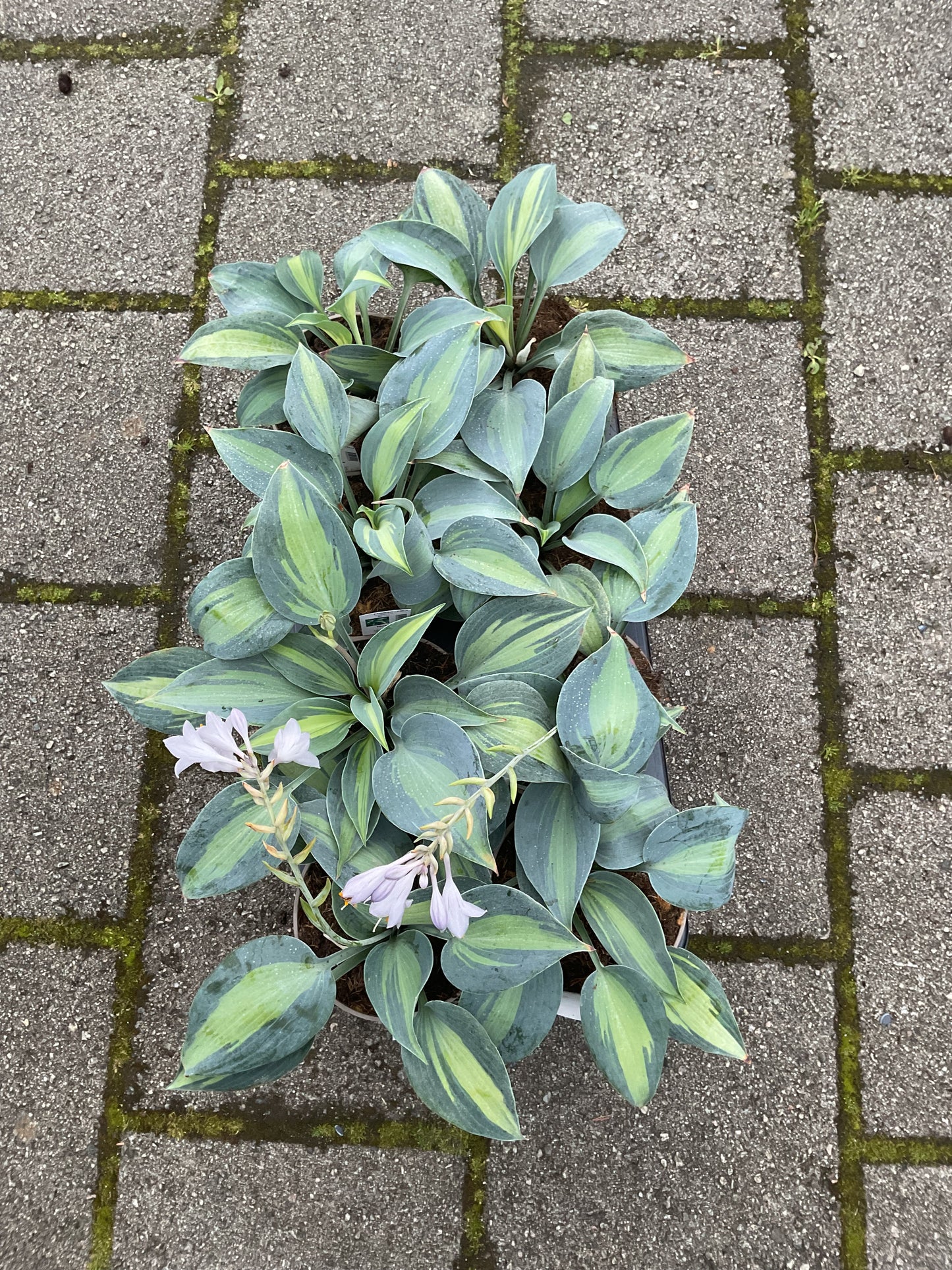 Hosta ‘Catherine’ P15