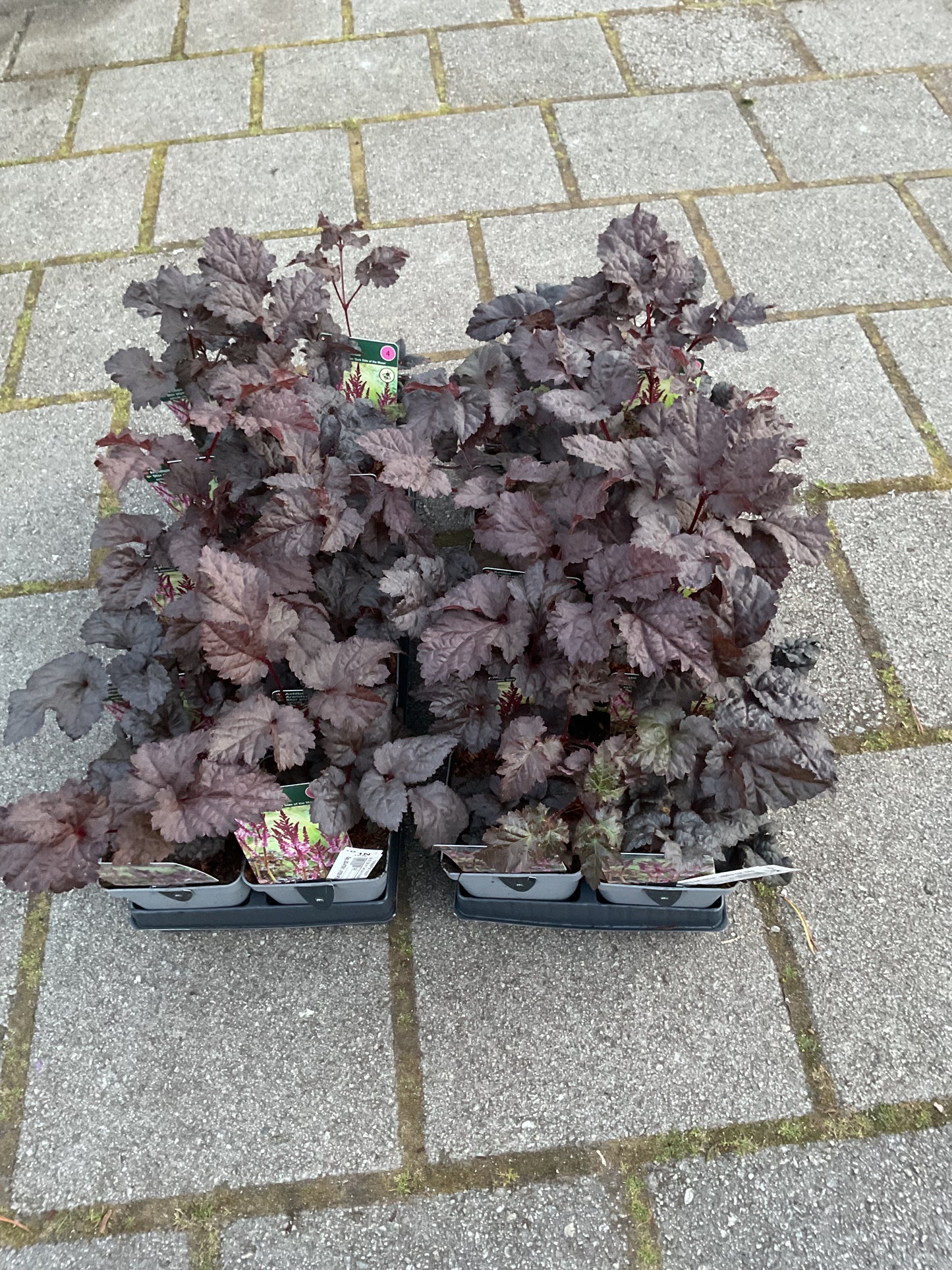 Astilbe chinensis ‘Dark Side of the Moon’ P11x11