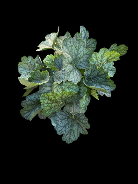 Heuchera ‘Peppermint Spice’ P15