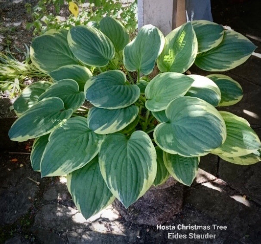 Hosta ‘Christmas Tree’