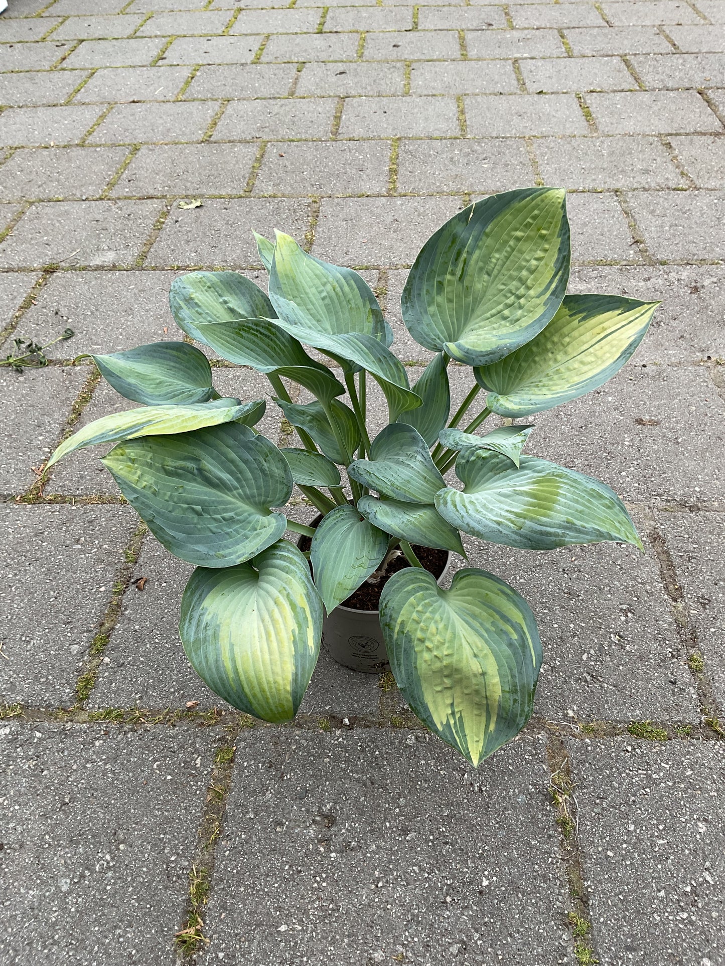 Hosta ‘June’