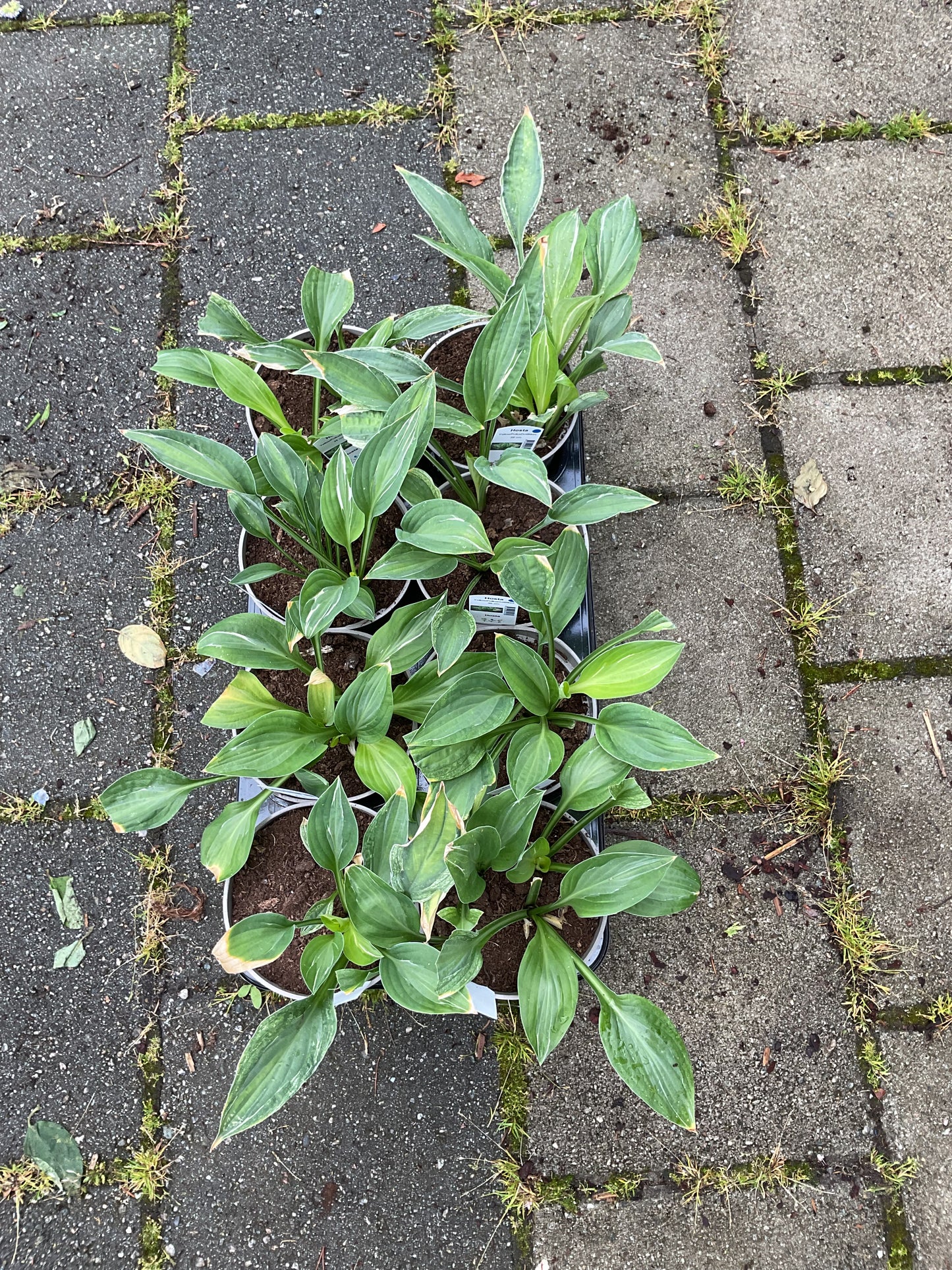 Hosta ‘Yellow Polka Dot Bikini’ P15