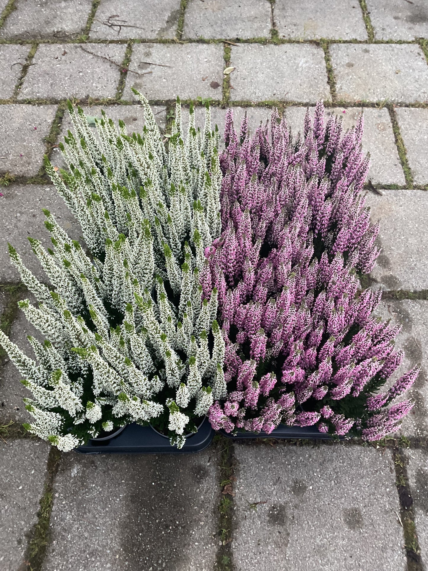 Calluna vulgaris ‘First Ladies’ White P10