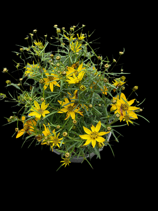 Coreopsis verticillata ‘Zagreb’ P13