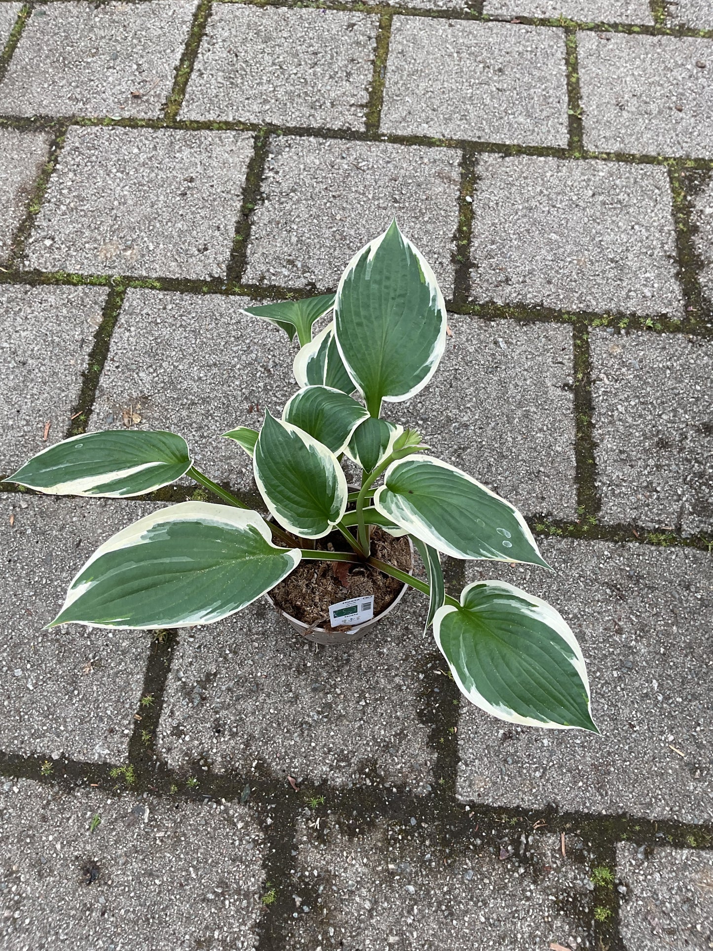 Hosta ‘Steffi’ P15