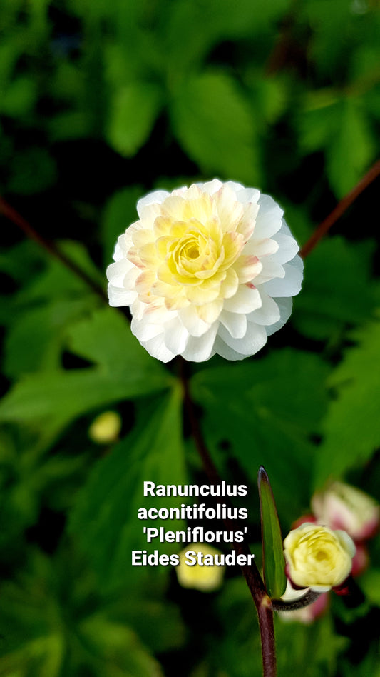 Ranunculus aconitifolius Fl.Pl.