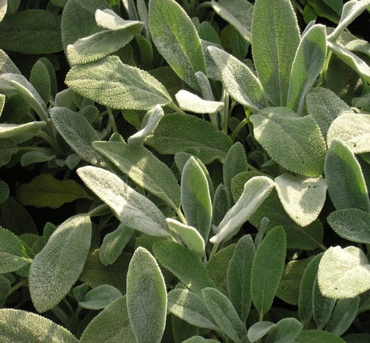 Stachys byzantina ‘Silver Carpet’