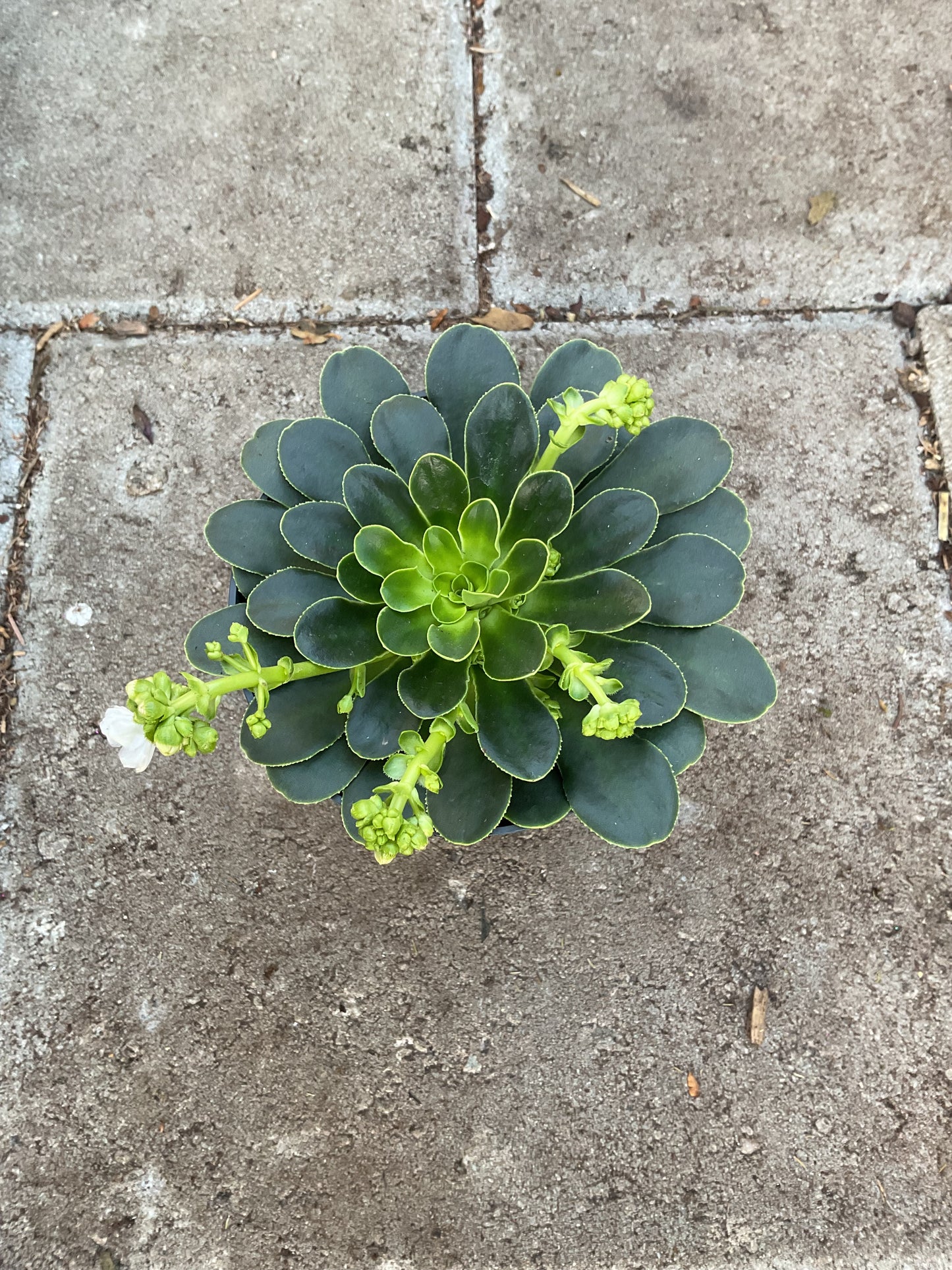 Lewisia cotyledon ‘Mountain Dreams’ P12
