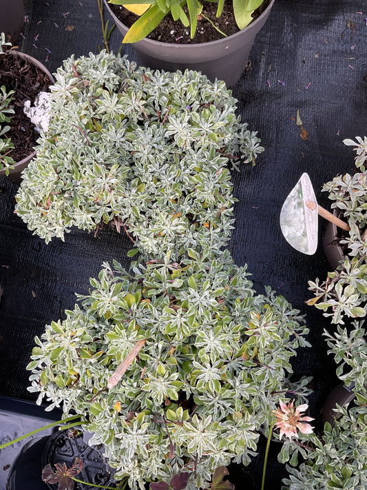 Antennaria dioica P13