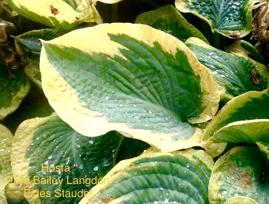 Hosta ‘Olive Bailey Langdon’