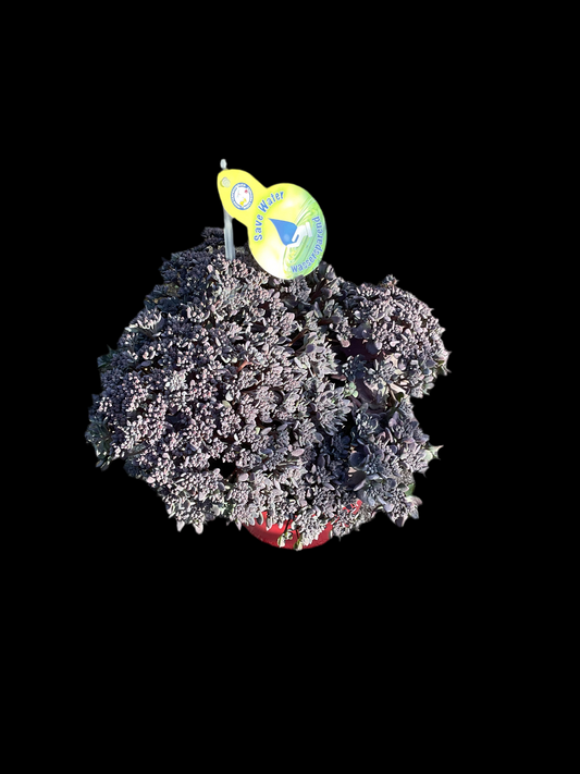 Sedum hyb. ‘SunSparkler®️’Red Sparkle’ P17