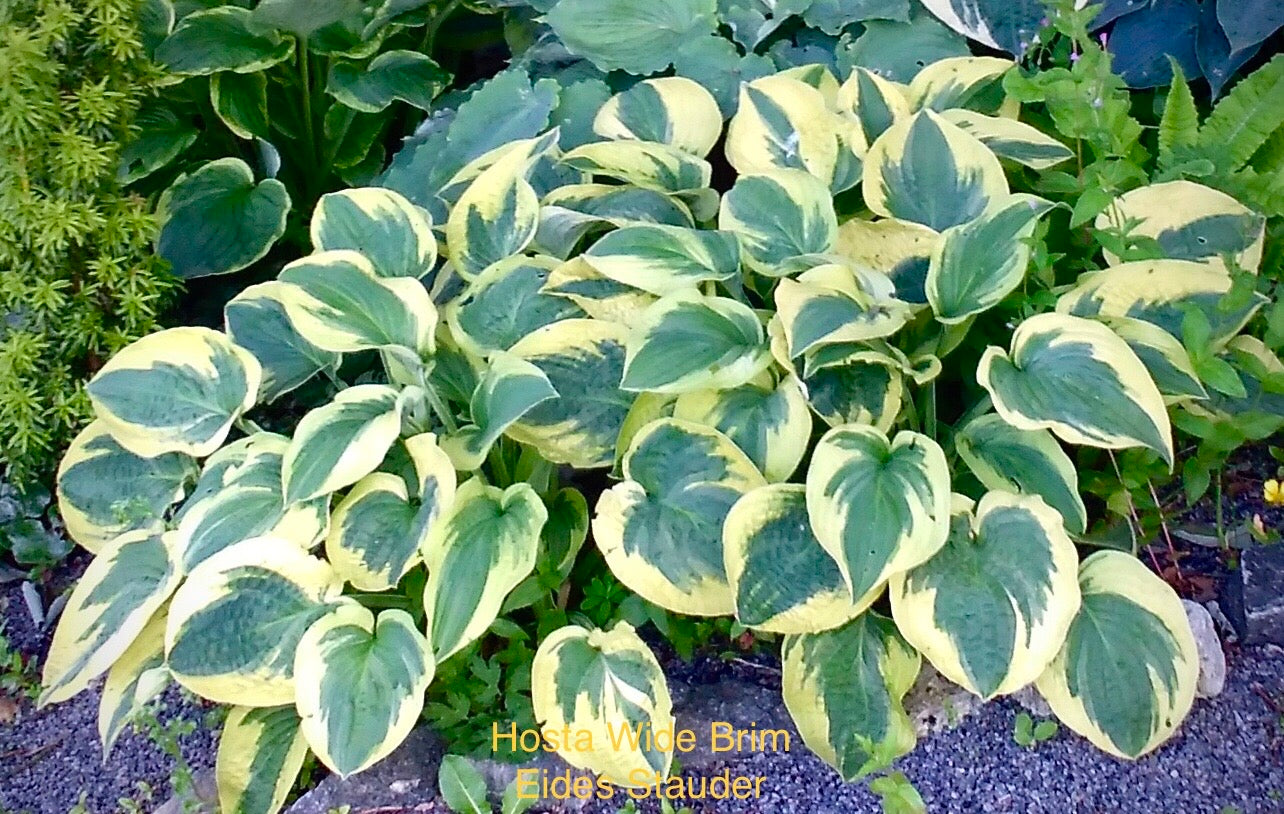 Hosta ‘Wide Brim’