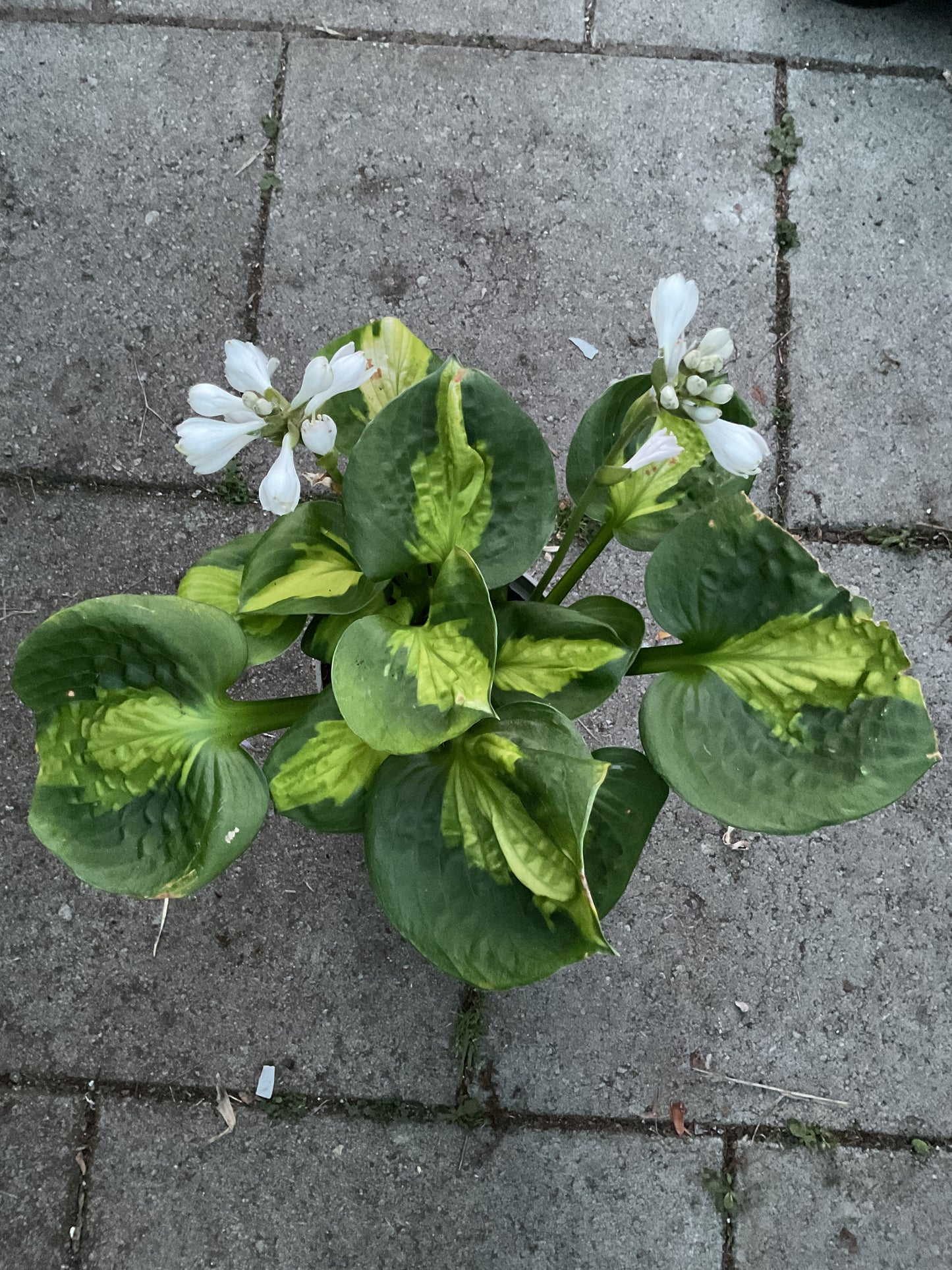 Hosta ‘Pocketful of Sunshine’ P15