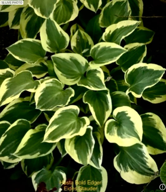 Hosta ‘Bold Edger’