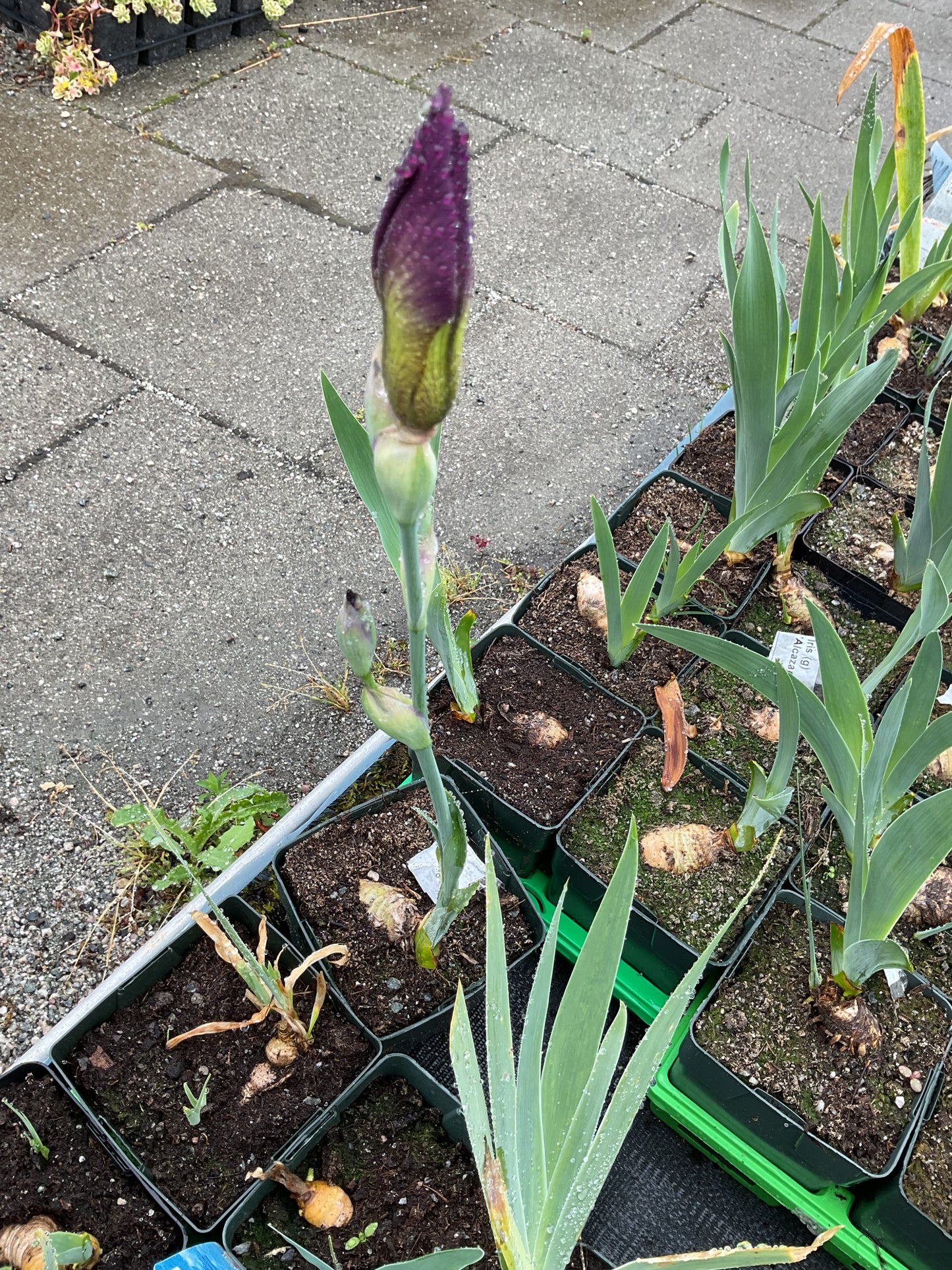 Iris germanica ‘Alcazar’ P11x11