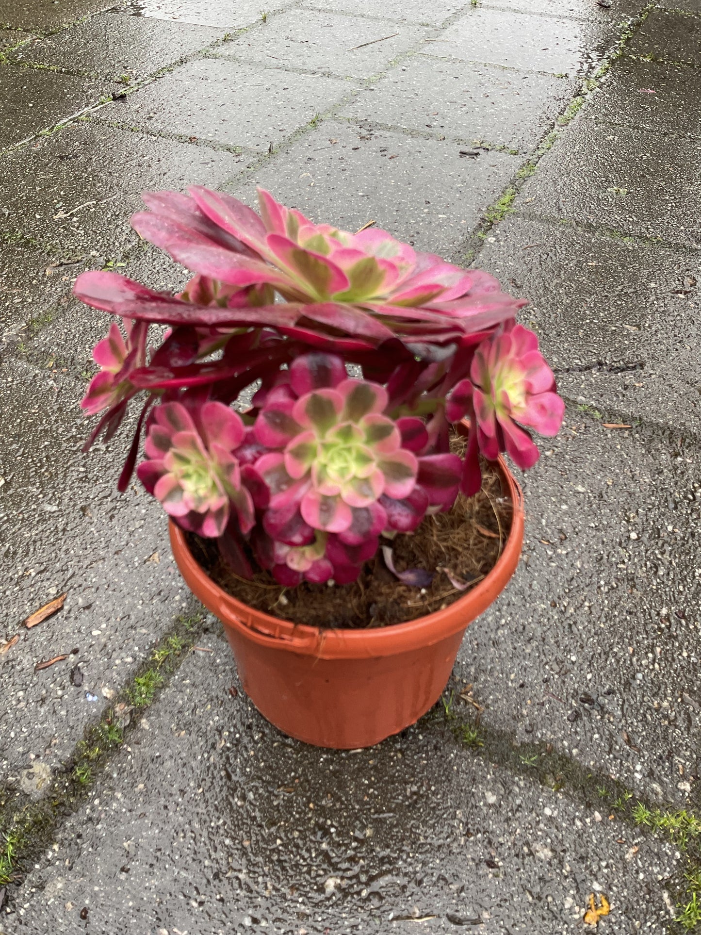 Aeonium arboreum ‘Medusa’ P17