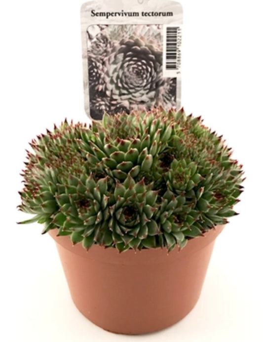 Sempervivum hyb. ‘Tectorum’ P11