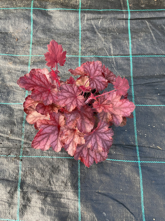 Heuchera ‘Fire Chief’ P12