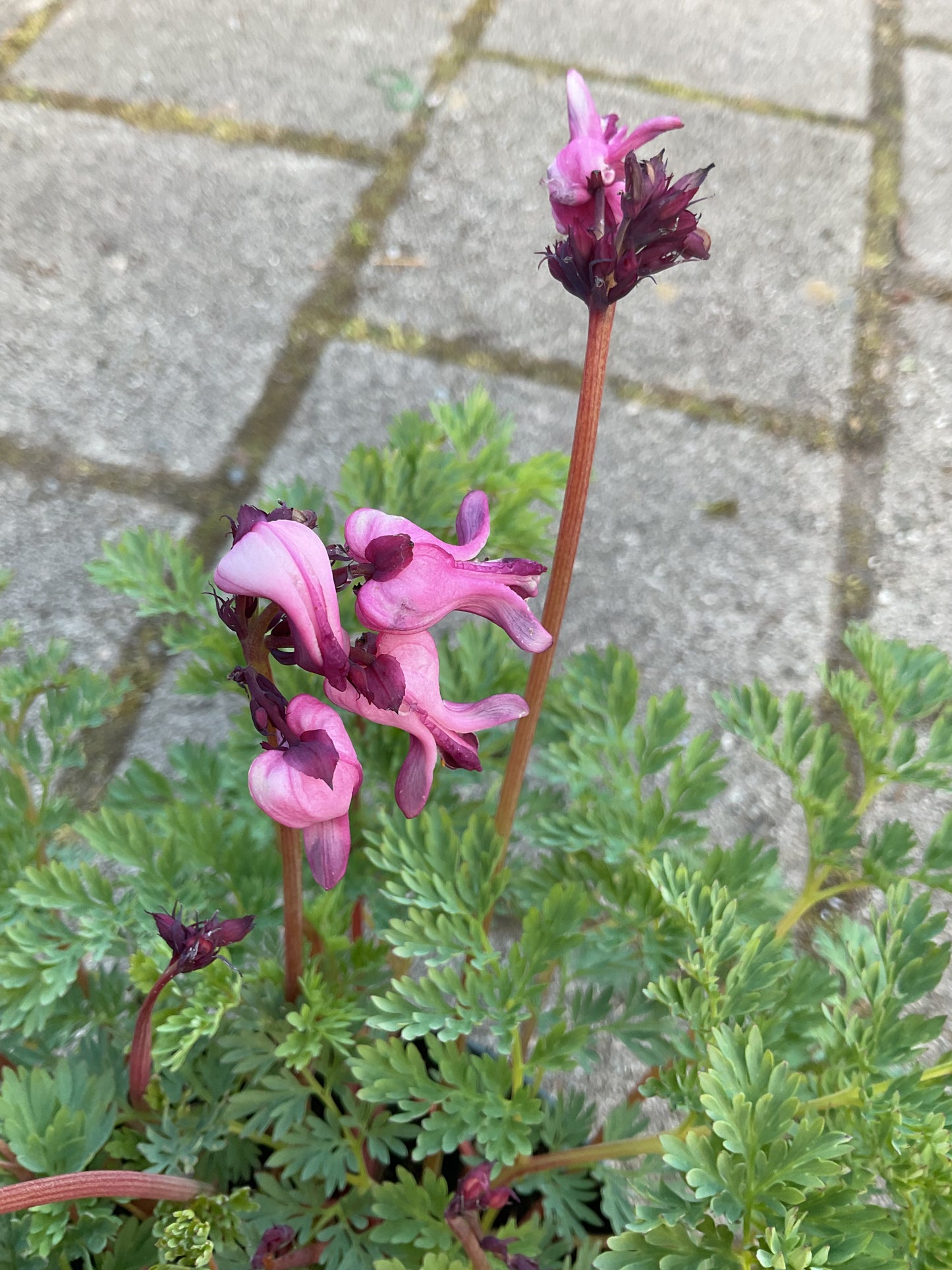 Dicentra ‘Passion Hearts’ P15