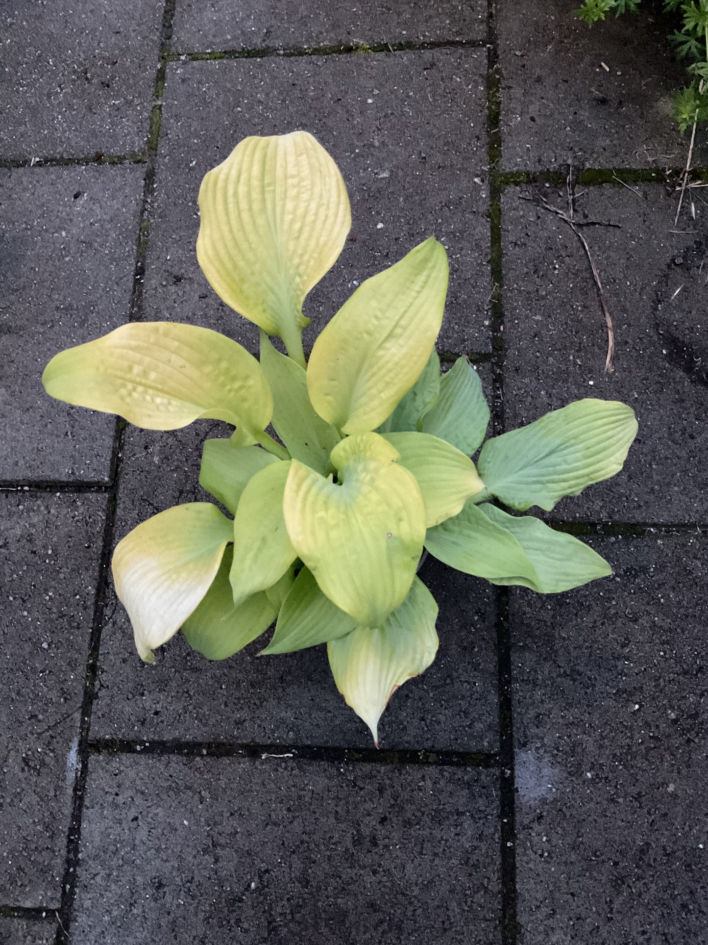 Hosta ‘Blaze of Glory’