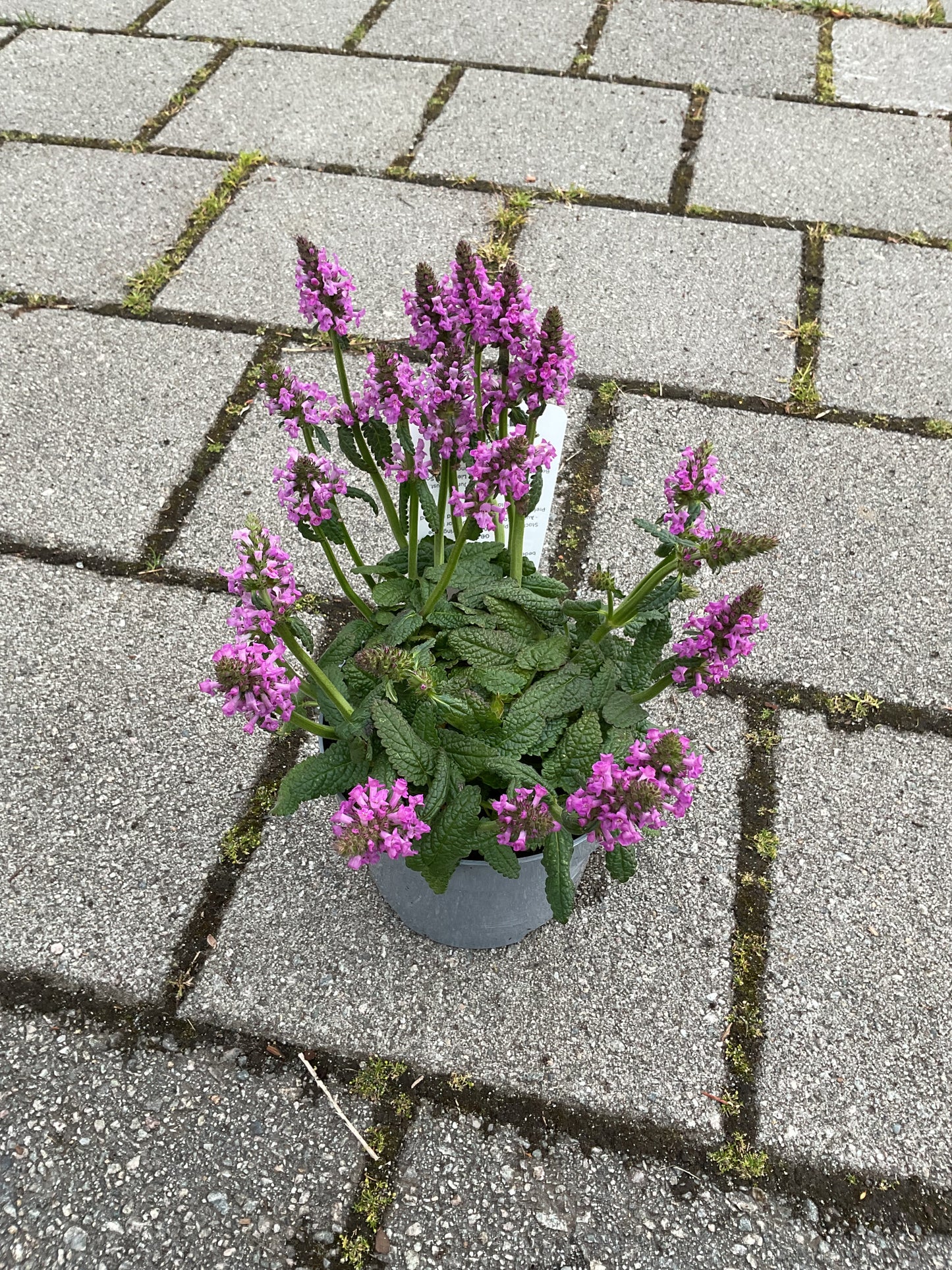 Stachys officinalis ‘Ukkie’ P17