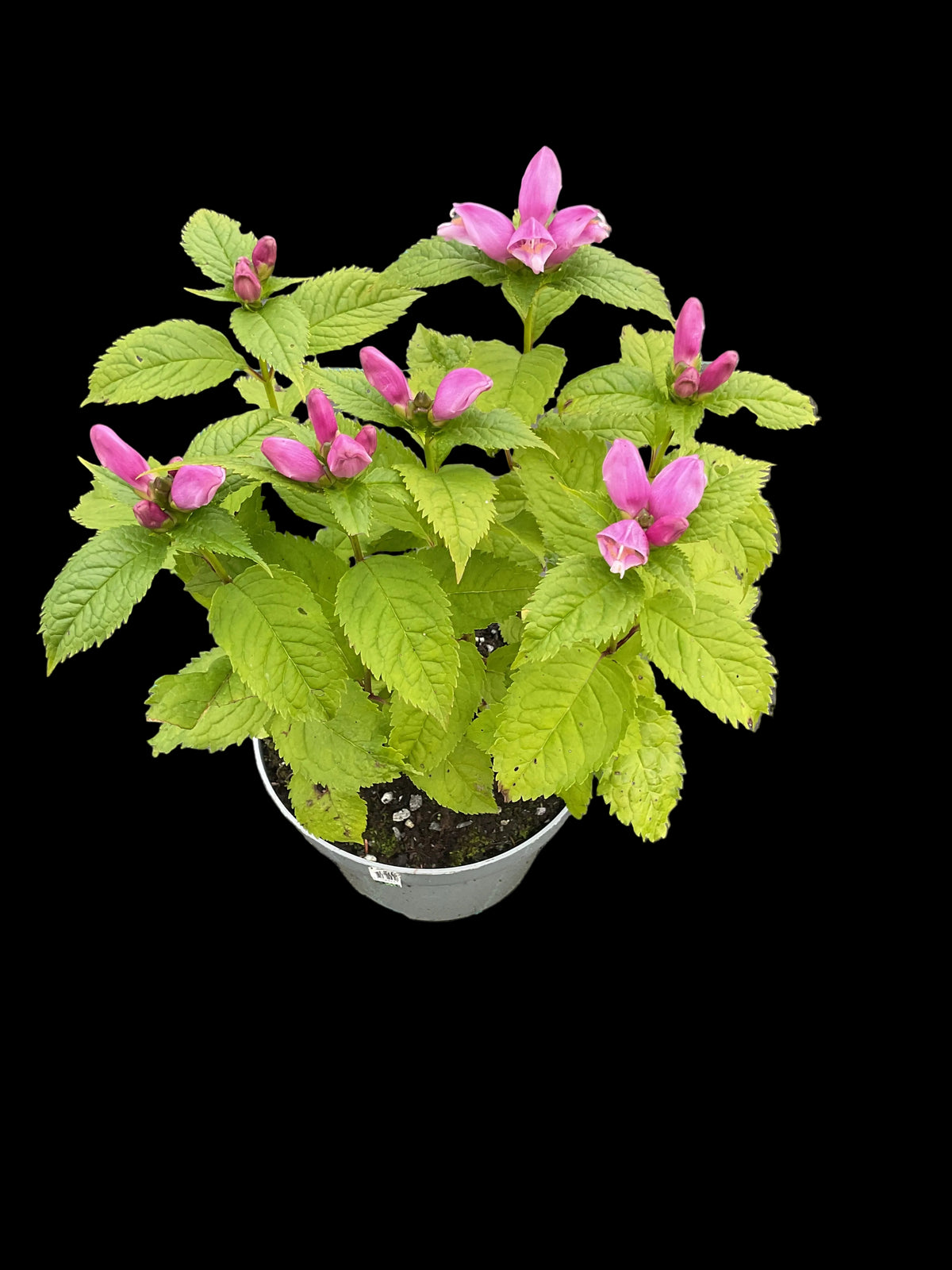 Chelone obliqua ‘Hot Lips’ P17