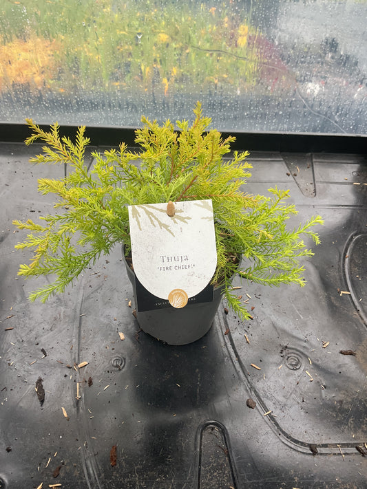 Thuja ‘Fire Chief’ P10