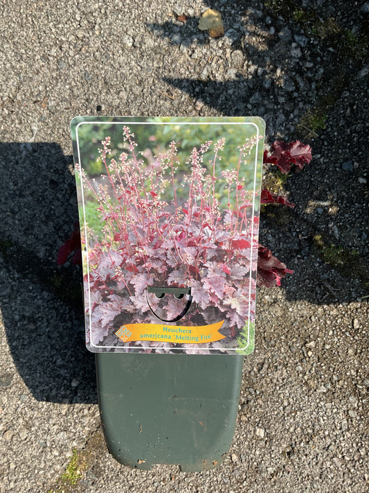 Heuchera americana ‘Melting Fire’ P11x11