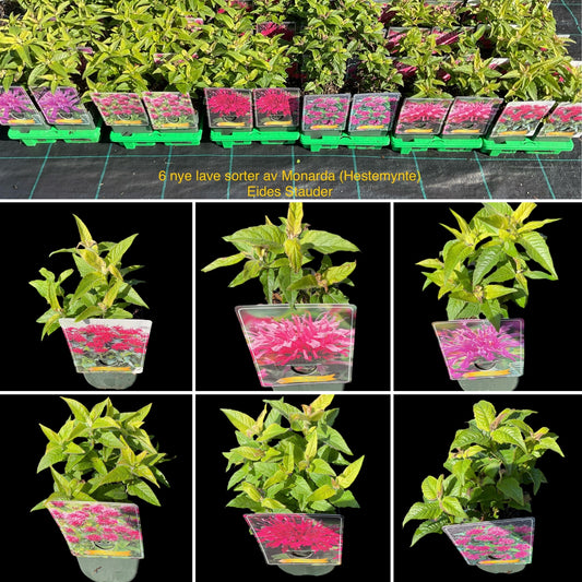 Monarda Kolleksjon av 6 stk planter