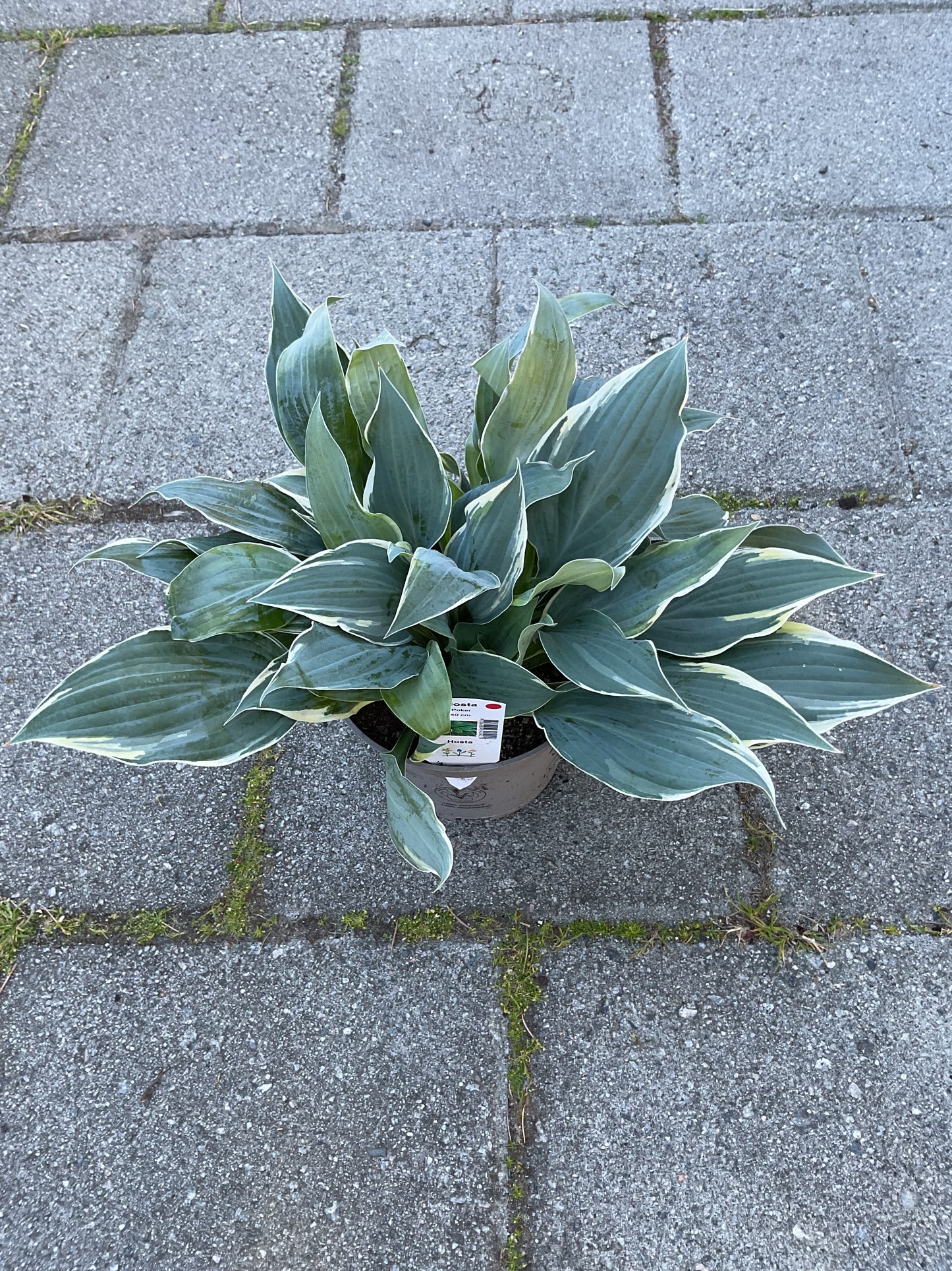 Hosta ‘Poker’