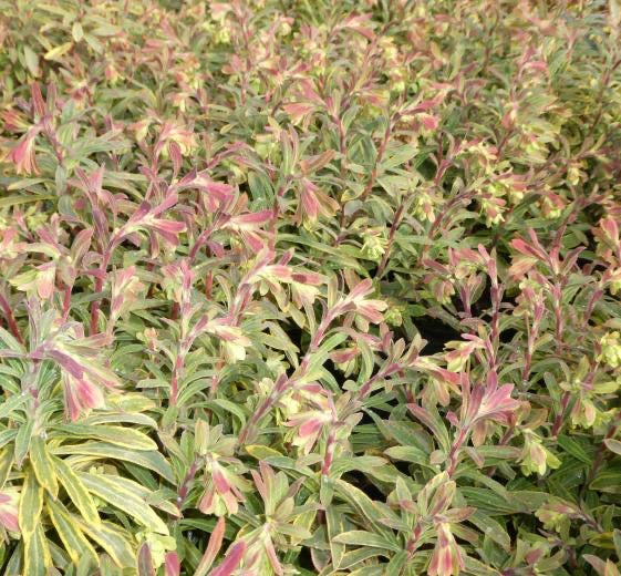 Euphorbia x martinii ‘Ascot Rainbow’