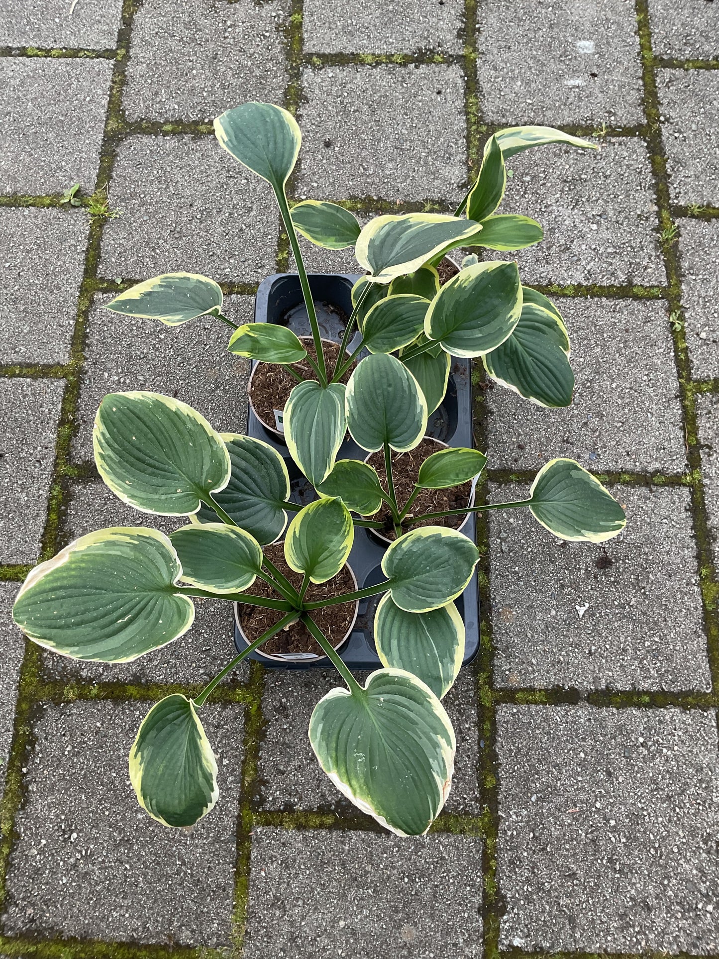 Hosta ‘Whatever’ P15