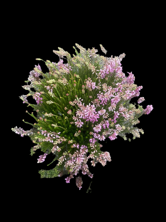 Erica spiculifolia P12