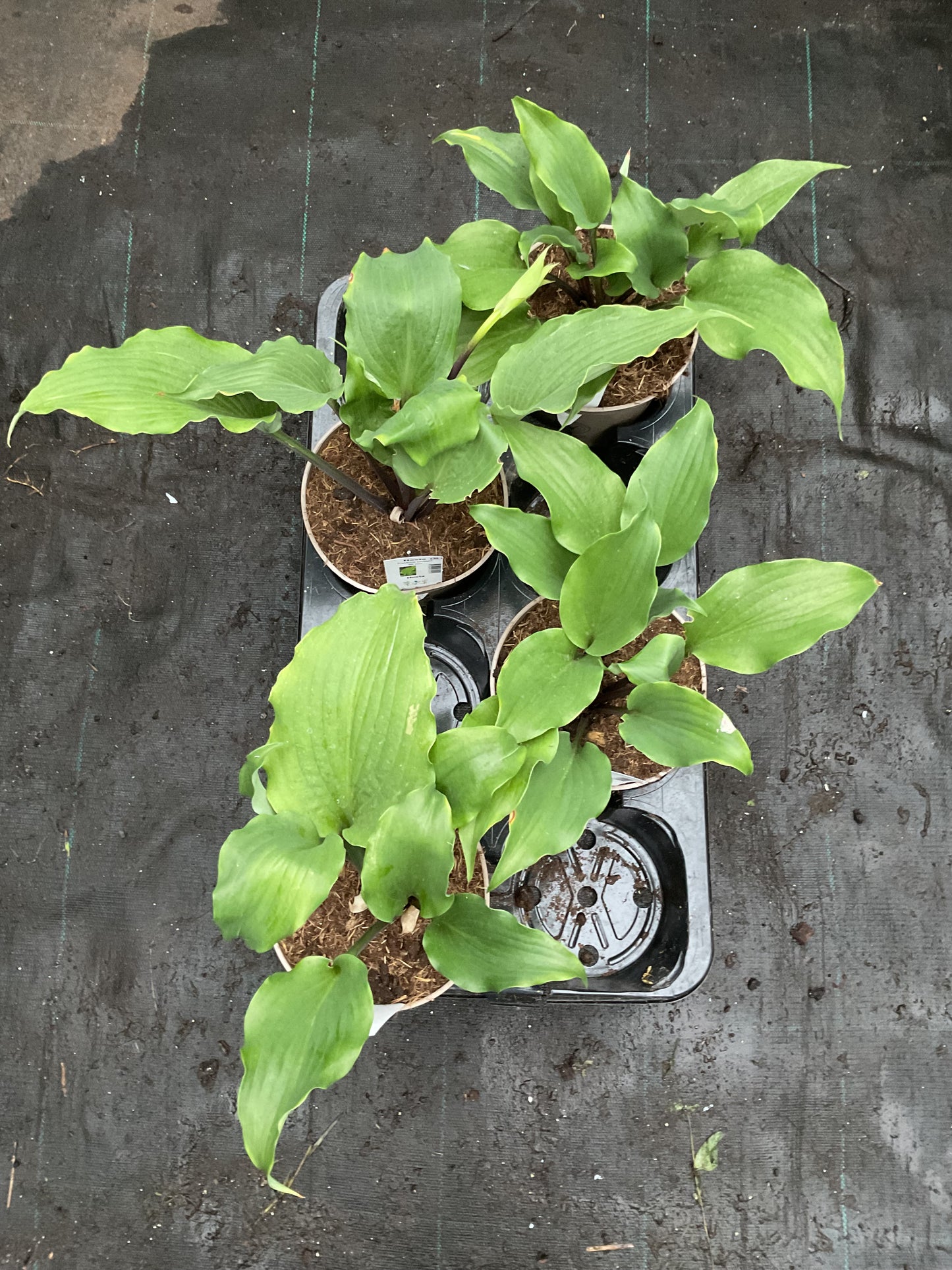 Hosta ‘Pavlova Delight’ P15