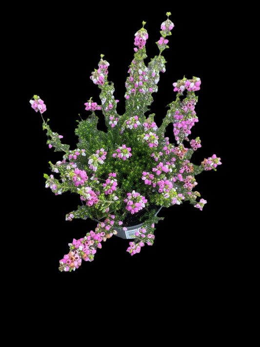 Erica cinerea Lys rosa P9