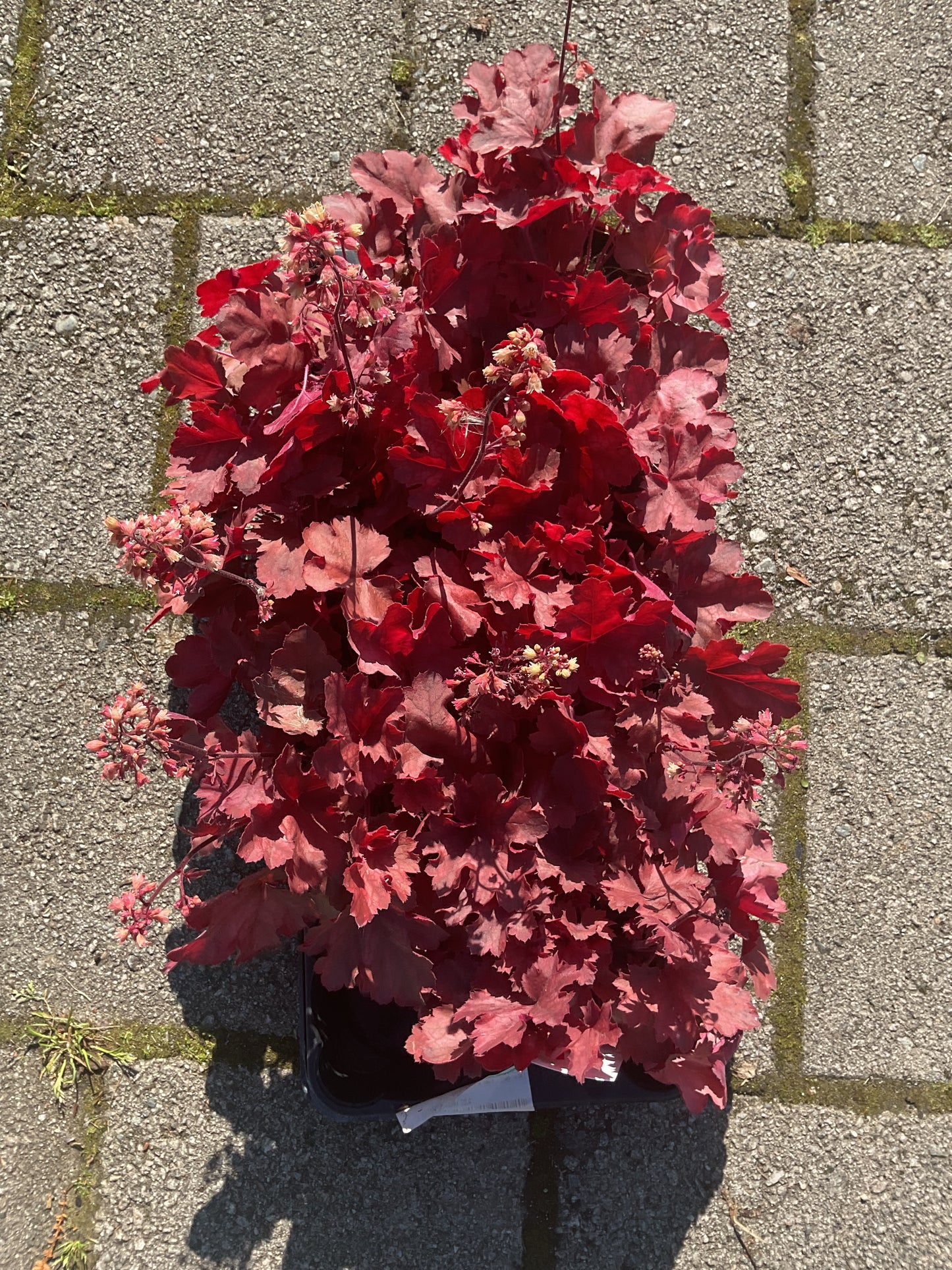 Heuchera ‘Cherry Cola’ P13
