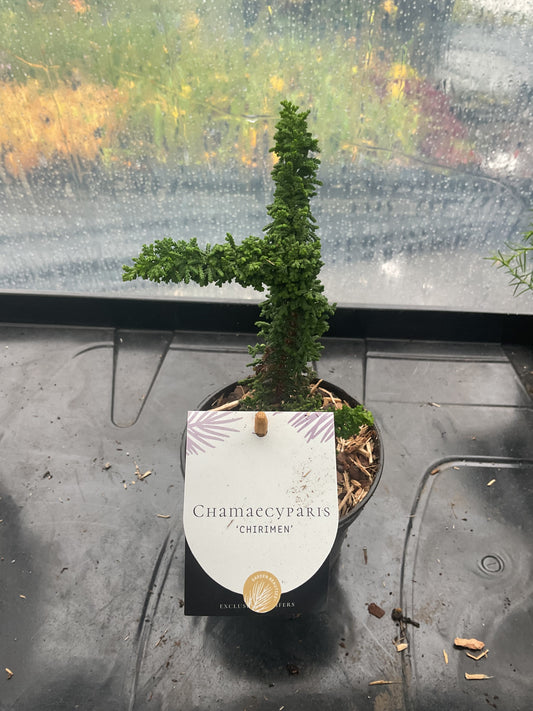 Chamaecyparis ‘Chirimen’ P10