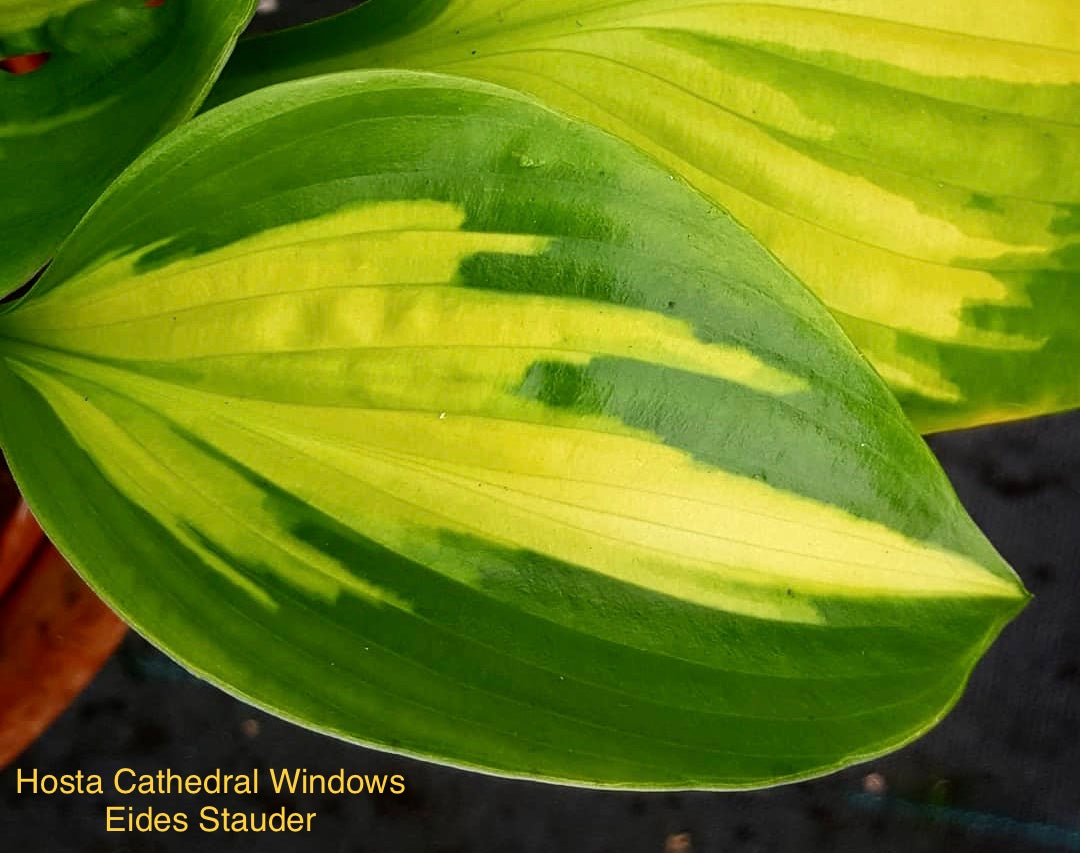 Hosta ‘Cathedral Windows’