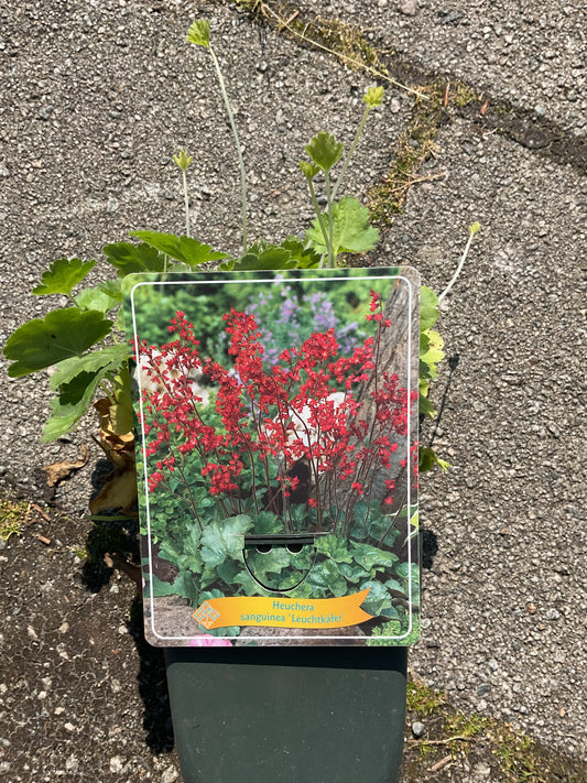 Heuchera sanguinea ‘Leuchtkafer’ P11x11