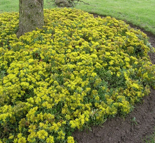 Sedum floriferum ‘Weihenstephaner Gold’