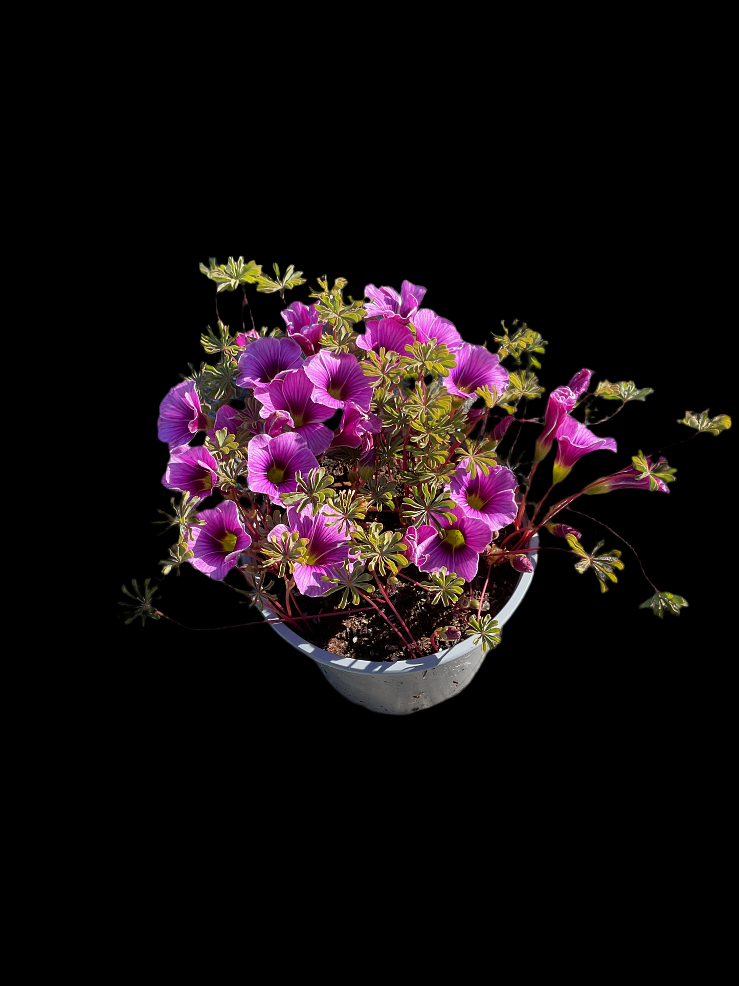 Oxalis enneaphylla ‘Patagonia’