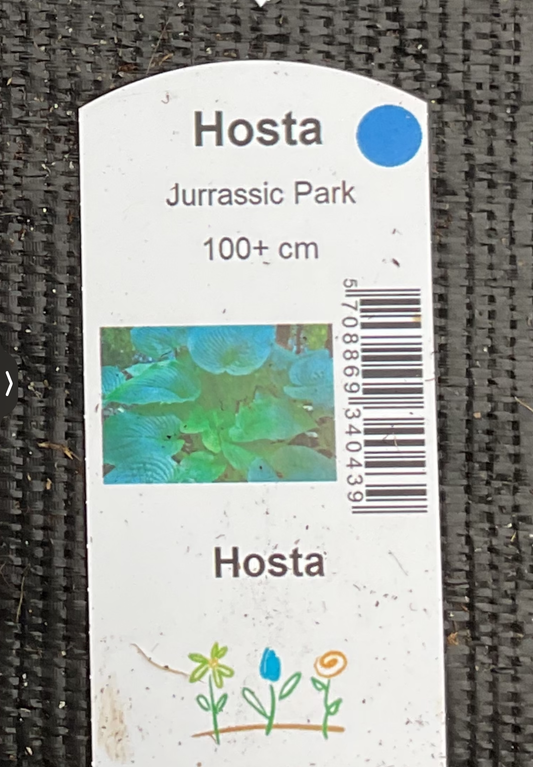 Hosta ‘Jurassic Park’