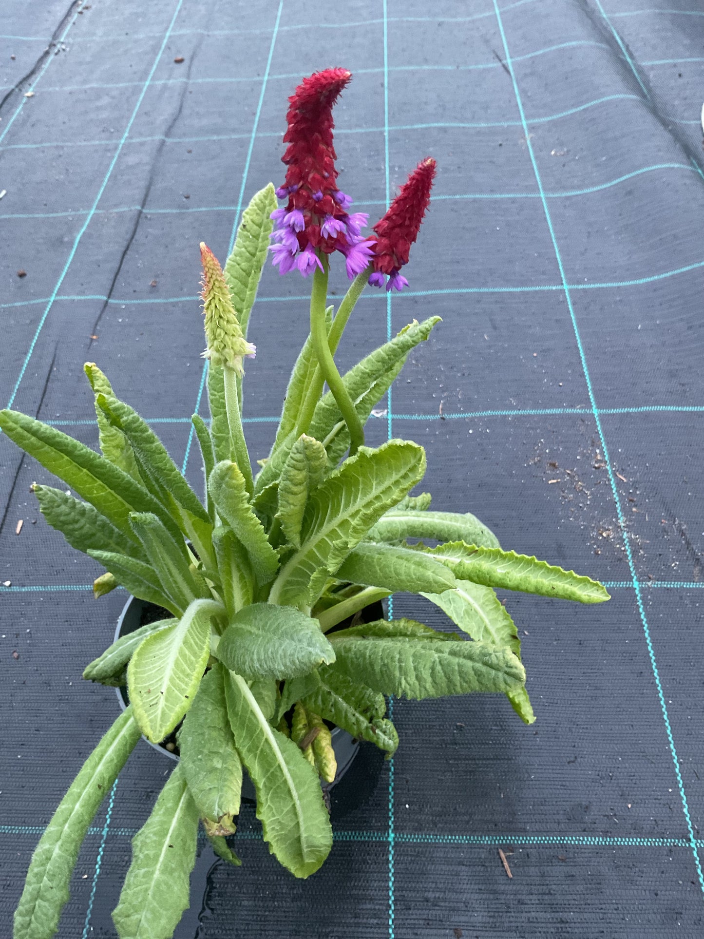 Primula vialii P13